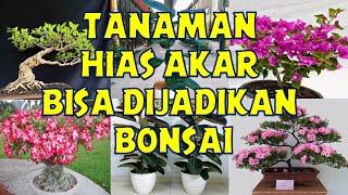 JENIS TANAMAN HIAS AKAR YANG BISA DIJADIKAN BONSAI