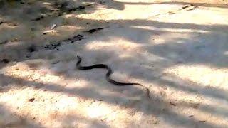 Snake  hidden inside the the village  | Pets and Animals snake-village regional