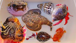 Find snails, hermit crabs, puffer fish, nemo fish, sea fish, crabs, fan shrimp, stonefish