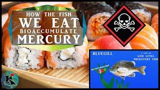 Bioaccumulation of Methylmercury into Fishes and Humans | Koaw Nature