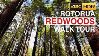 Rotorua Redwoods Whakarewarewa Forest Walk New Zealand 4K HDR