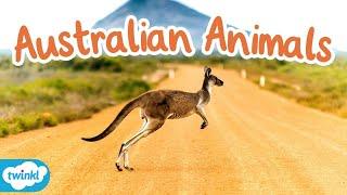 What Are Native Animals of Australia? All About Australian Animals for Kids