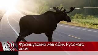 Французский лев сбил Русского лося