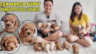 CEK HARGA PUPPY POODLE DI BANDAR POODLE JAKARTA - RUMAH PUPPIES