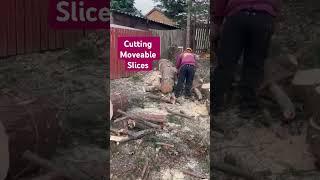 Sawing through to make suitable disks for moving easily after felling this tree #chainsaw #treework