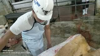 Cattle Skinning