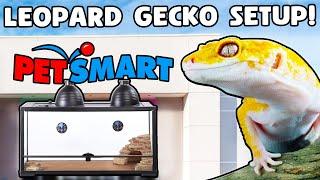 Leopard Gecko Setup for Beginners!