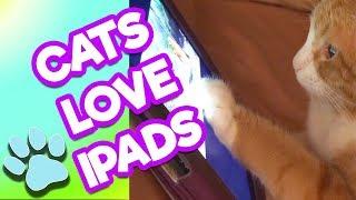 The Life of Pets - Cats on Ipad | #thatpetlife