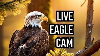 Dulles Greenway Eagle Cam - PTZ