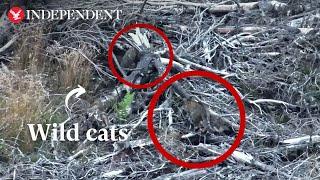 Elusive wildcat mother and kitten caught on camera in Scotland