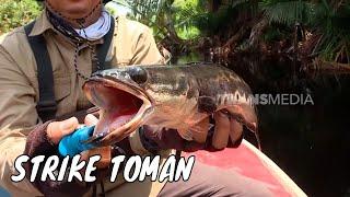 Battle Snakehead di Sungai Lintang Batang | MANCING MANIA STRIKE BACK (16/11/24) Part 1