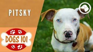 Dogs 101 - PITSKY - Top Dog Facts about the PITSKY | DOG BREEDS  #BrooklynsCorner