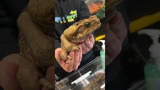 Long Island Reptile expo!