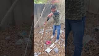 Royal snake rescue.#snakevideo #savewild #youtuber