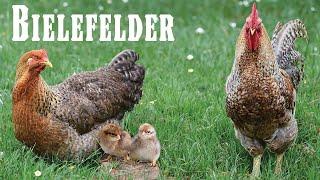 The best all-around bird: meet the Bielefelder chicken