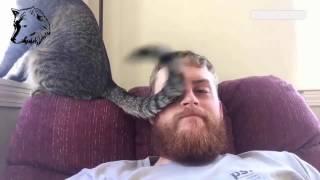 Lustige Tiervideos zum Totlachen - Lustige Katze scheitert Compilation