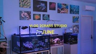 VLOG 2CRABS STUDIO. JUNE.