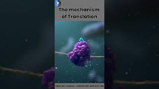 Process of Protein Translation