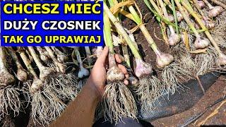 Chcesz mieć DUŻY CZOSNEK tak go Uprawiaj. Nawożenie Wiosną, Sadzenie Czosnku Zbiór Uprawa W PRAKTYCE