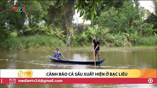 Cảnh báo cá sấu xuất hiện ở Bạc Liêu | VTV24