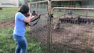 Trapped 10 Wild Hogs / Game Changer Jr Pig Trap / Best Hog Trap / Hog Trapping /Wild Boars