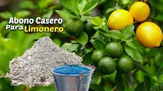 ABONO CASERO PARA EL LIMONERO |  Abona tu Limonero para que SIEMPRE  de Flores y Frutos