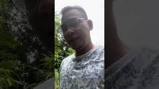 KE KEBUN GUY!! KAYU TERMAHAL DI DUNIA HANYA ADA DI BORNEO "BELIAN"!