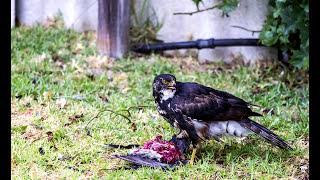 African Harrier Hawk catching a Pigeon in Thornton , Cape Town