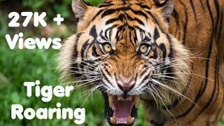 Tiger | Tiger roaring |Tiger roaring in jungle #tiger #savetigers #karnataka  #KunalKirtiwithNature