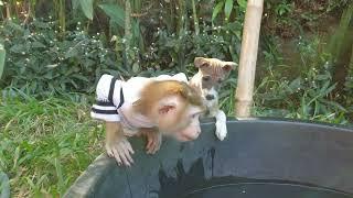 What lovely monkey Yoko and his friend little puppy