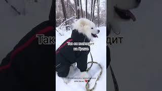 Дождевик Акцент для самоеда #собака #dogs  #комбинезон#doglover #wear #samoyed #trend #dogshorts