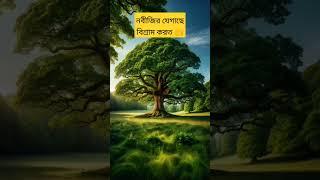 নবীজির যেগাছে বিশ্রাম করত মাশাআল্লাহ  #shortsvideo #catton #shortfeed #tiktok #bd #islamicstatus