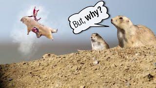 Prairie Dog Hunting Armageddon 4! Why we shoot prairie dogs