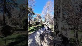 #shorts Цветущая магнолия Тбилиси Март 2025
