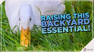 Quack-tastic Pekin Ducks: The Complete Guide to this Adorable and Adaptable Breed!