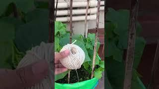 Organic Gardening/How To Make Vertical Trellis For Climbing Vegetable Plants #viral #youtubeshorts