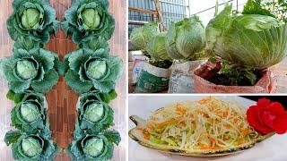 Tips to recycle cabbage growing sacks, super giant, grow as fast as blowing