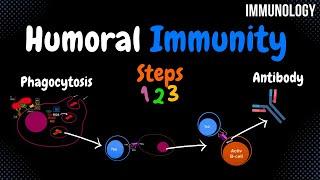 Humoral Immunity (ALL Steps) | Immunology