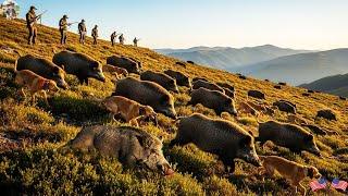 Tracking Wild Boars for 5 Days Straight - We Finally Stopped Their Attack on Farm