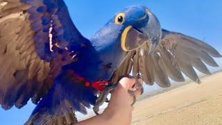 Majestic free flight journey for LOVE the Hyacinth macaw!