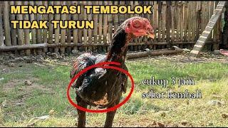 MENGATASI TEMBOLOK AYAM TIDAK TURUN