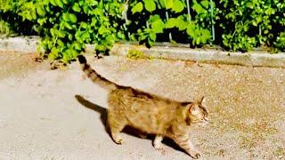 Я нашла ТУ САМУЮ КОШКУ, у которой МонаЛиза по видимому «спионэрила»котёнка Персика!