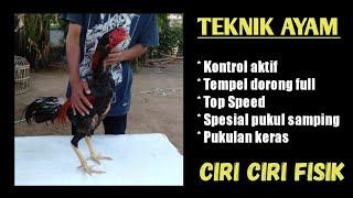 CIRI CIRI AYAM BANGKOK TEKNIK KONTROL AKTIF TOP SPEED