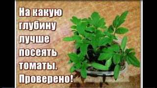 336_На какую глубину лучше посеять томаты. Проверено опытным путем