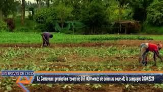 Le Cameroun  production record de 357 000 tonnes de coton au cours de la campagne 2020 2021