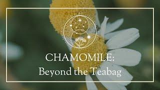 Chamomile: Beyond the Teabag