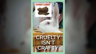 Hobby Lobby Sells the Fur of Rabbits #shorts