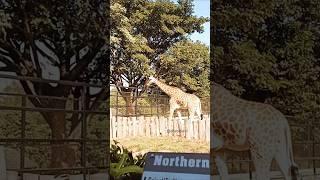 Giraffe #wildlife #girraffe #nature