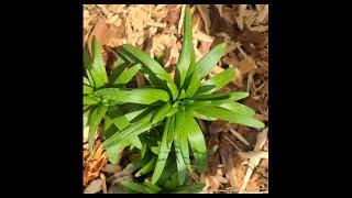 Modelling a Leafy Plant