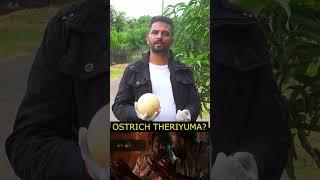 Payanam - Ostrich Egg #shorts